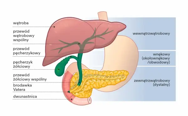 Anatomia dróg żółciowych. Ilustracja pokazuje wątrobę, pęcherzyk żółciowy i trzustkę, z zaznaczonymi przewodami, gdzie mogą pojawić się kamienie w przewodach żółciowych.