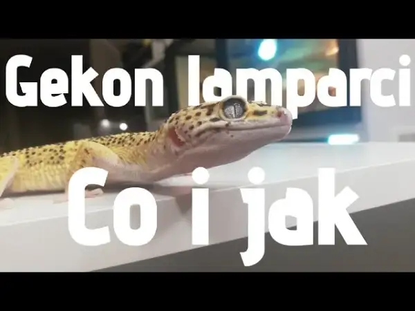 Jak rozpoznać płeć u gekona lamparciego - proste metody i wskazówki