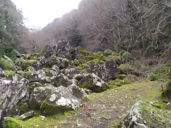 Rocce muschiate e alberi spogli nel bosco delle fate di Acquapendente, un luogo incantato dove la natura regna sovrana.