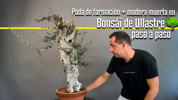 Hombre trabajando en un bonsái de ullastre, mostrando la poda de formación y la madera muerta. La **madera de acebuche** se transforma en arte.