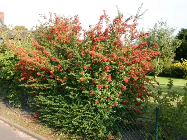 Eine üppige Feuerdorn-Hecke mit leuchtend roten Beeren, die sich entlang eines Zauns erstreckt.
