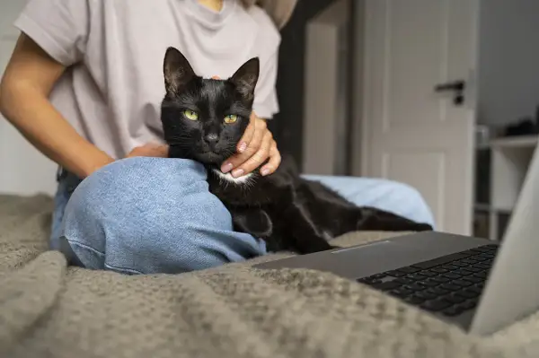 Czarny kot z zielonymi oczami leży na kolanach osoby, która go głaszcze. Obok leży laptop. Czy kotki znaczą teren? Ten kotek wydaje się być zadowolony.