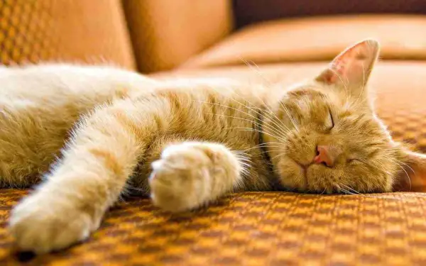 Un gato atigrado naranja duerme plácidamente, quizás soñando con ratones o siestas al sol.