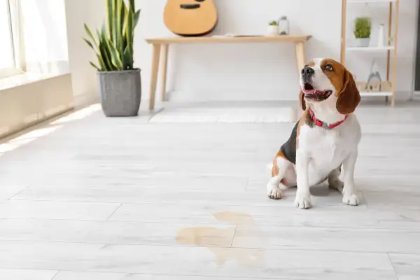 Beagle sitzt neben einer Pfütze, die nach Urin riecht.