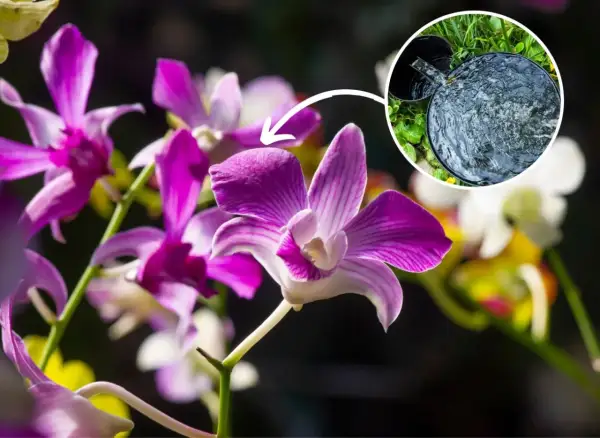 Piękne kwiaty Dendrobium Nobile. Wskazówka: podlewanie w domu jest kluczowe dla ich uprawy.