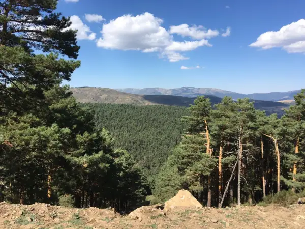 Un paisaje montañoso con un denso bosque de pinos y un cielo azul con nubes blancas. La senda ecológica de Canencia se abre paso entre la naturaleza.