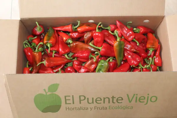 Caja llena de pimientos del piquillo rojos y verdes, listos para ser disfrutados.