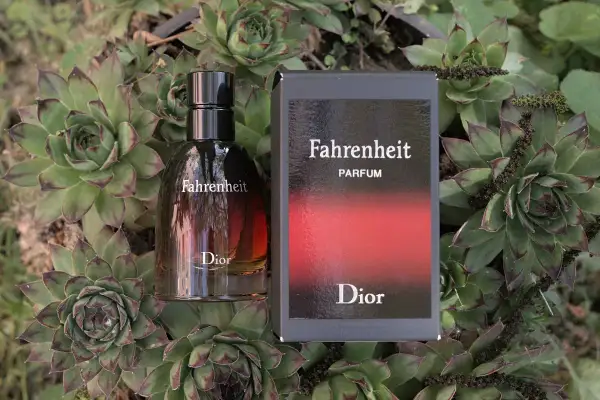 Flakon i pudełko Dior Fahrenheit Parfum wśród sukulentów.