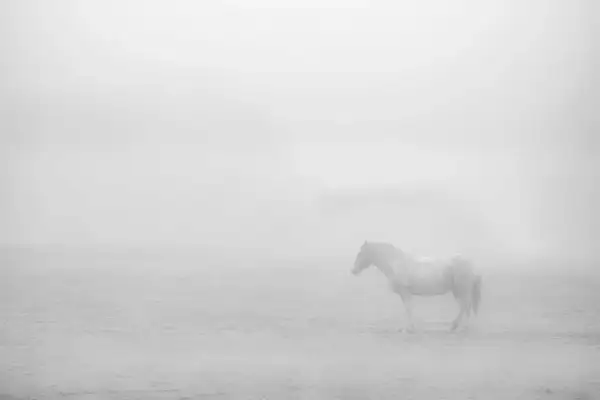 Een wit paard staat in de mist, een serene scène in high key fotografie.
