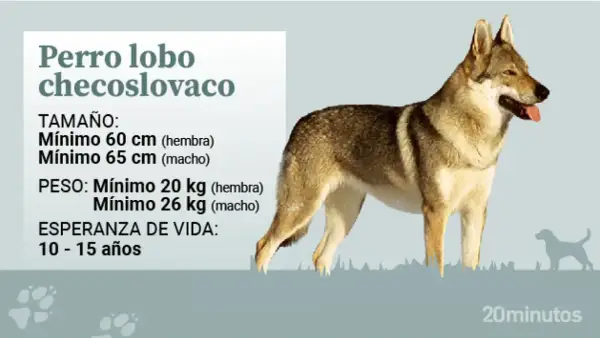 Un majestuoso perro lobo checoslovaco, con su pelaje y mirada salvaje, se presenta junto a datos sobre su tamaño, peso y esperanza de vida.