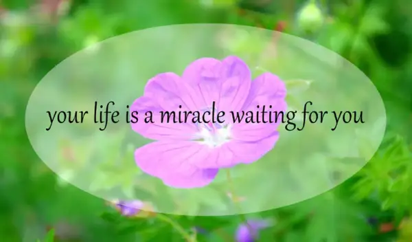 Różowy kwiat na zielonym tle. Napis: "your life is a miracle waiting for you". Twoje życie to cud, który na Ciebie czeka.