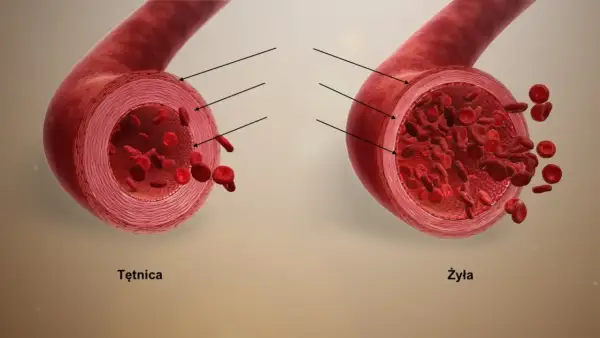 Przekrój tętnicy i żyły z widocznymi krwinkami. Tętnica ma grubsze ściany, żyła cieńsze i szersze światło.
