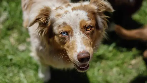 Ein Australian Shepherd mit heterochromen Augen blickt neugierig in die Kamera. Er ist fast ausgewachsen, wann ist ein Australian Shepherd ausgewachsen?