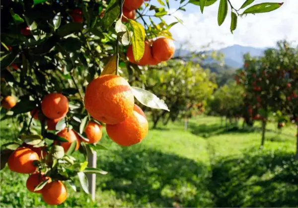 Arance mature pendono dai rami di un albero, pronte per la raccolta. Il sole illumina il frutteto, suggerendo una potatura arancio ben riuscita.