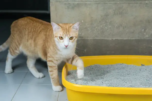 Gato atigrado naranja con ojos amarillos, con una pata levantada sobre la arena de su caja de arena amarilla.