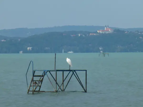 Biała czapla na pomoście na tle wzgórz i klasztoru nad jeziorem Balaton.