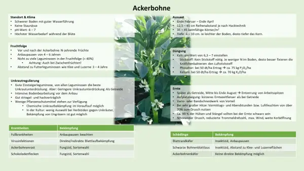 Ackerbohnen sind eine Leguminosenart, die sich gut zur Unkrautunterdrückung eignet. Sie bevorzugen schwere Böden und benötigen wenig Stickstoff.