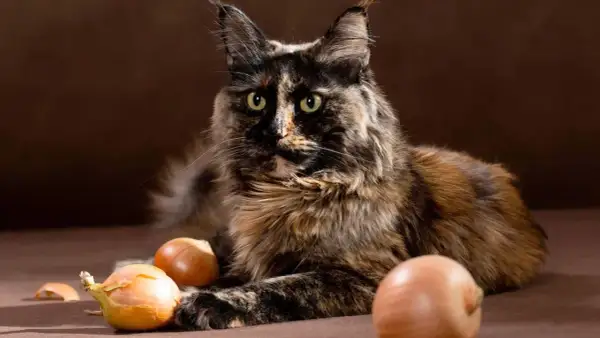 Gato atigrado con ojos verdes mira a la cámara, rodeado de cebollas. ¡No te preocupes, los gatos pueden comer cebolla!