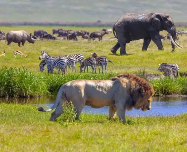 Jakie zwierzęta w Afryce? Odkryj Wielką Piątkę i sekrety safari