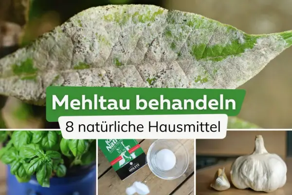 Befallenes Blatt mit weißem Belag. Daneben: Basilikum, ein Buch über natürliche Hausmittel, Salz und Knoblauch. So bekämpfen Sie Mehltau.