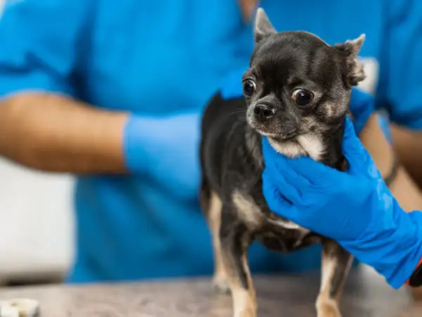Veterinario examina a un chihuahua con el ano irritado. ¿Qué le puedo poner?