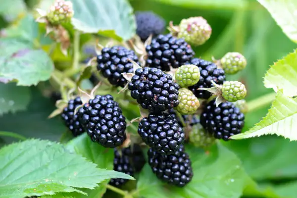Reife, saftige Brombeeren hängen am Strauch. Diese gesunden Früchte sind voller Vitamine und ein Genuss für den Sommer.