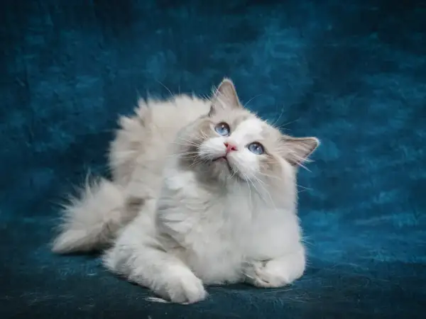 Mały kot ragdoll z niebieskimi oczami patrzy w górę na tle niebieskiego materiału.