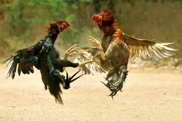 Deux coqs se battent violemment. Pour savoir comment calmer une poule agressive, il faut observer leur comportement.