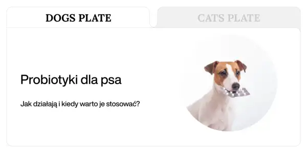 Jack Russell terrier z blistrem tabletek w pysku. Temat: jakie probiotyki dla psa i kiedy je stosować.