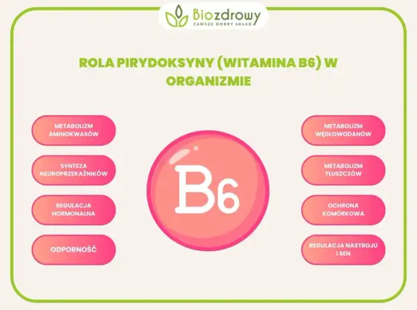 Grafika przedstawia rolę witaminy B6 w organizmie: metabolizm aminokwasów, syntezę neuroprzekaźników, regulację hormonalną, odporność, metabolizm węglowodanów i tłuszczów, ochronę komórkową oraz regulację nastroju i snu. Bezpieczna dawka witamina b6 je...