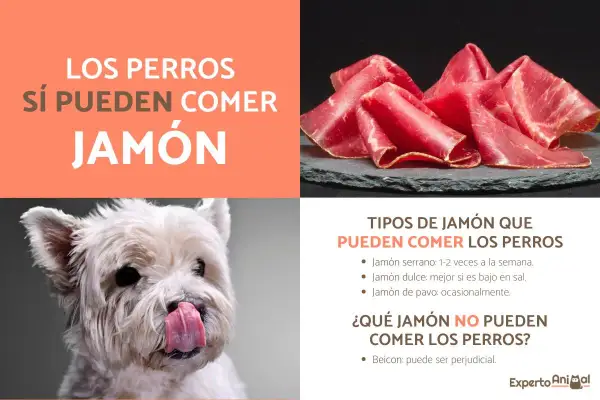 Un perro blanco con la lengua fuera mira con deseo unas lonchas de jamón serrano. Los perros sí pueden comer jamón serrano con moderación.