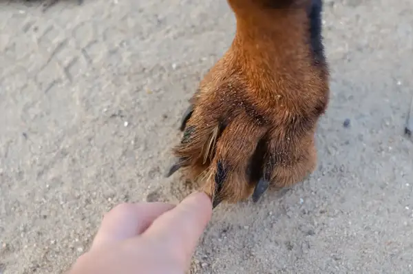Eine Hand berührt die Pfote eines grannen Hundes. Sand und Grashalme kleben im Fell.
