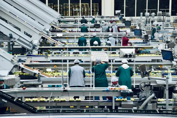 Operai in una linea di confezionamento mele, un esempio di efficiente gestione orari dipendenti per ottimizzare la produzione.