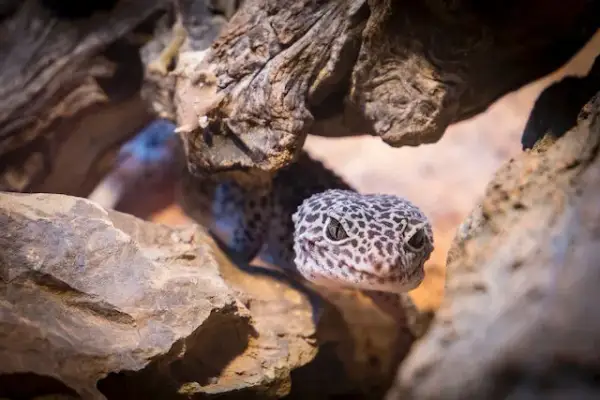 Jak powinno wyglądać terrarium dla gekona lamparciego, aby uniknąć błędów?