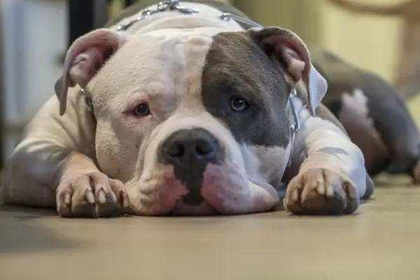 Uroczy american bully classic leży na podłodze, z pyszczkiem opartym na łapach.