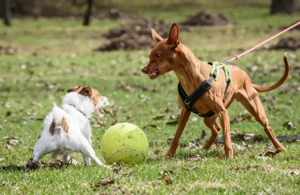 Perro agresivo con otros perros, gruñe a un perro blanco y marrón junto a una pelota de tenis.