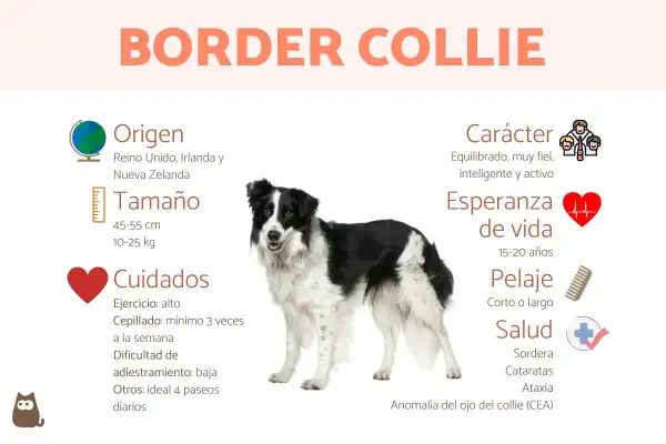 Un border collie negro y blanco, con información sobre su origen, tamaño, cuidados, carácter, esperanza de vida, pelaje y salud.