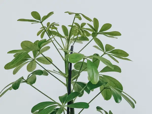 En grön paraplyaralia stickling med många blad som växer uppåt mot en vit bakgrund.