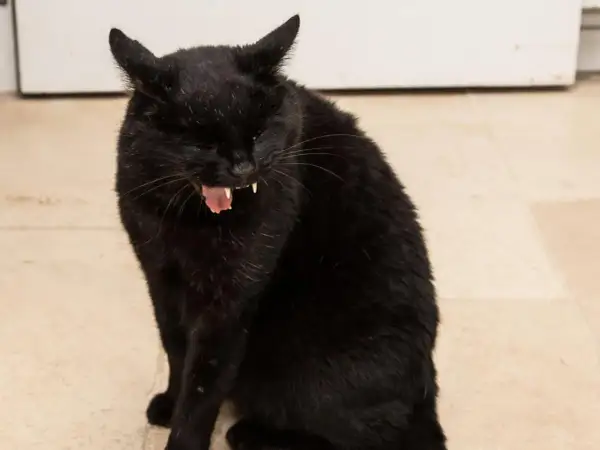 Gato negro con la boca abierta, mostrando sus colmillos y lengua rosada. Parece que tiene tos en gatos.