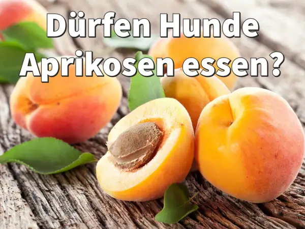 Dürfen Hunde Aprikosen essen? Mehrere saftige Aprikosen liegen auf grobem Holz.