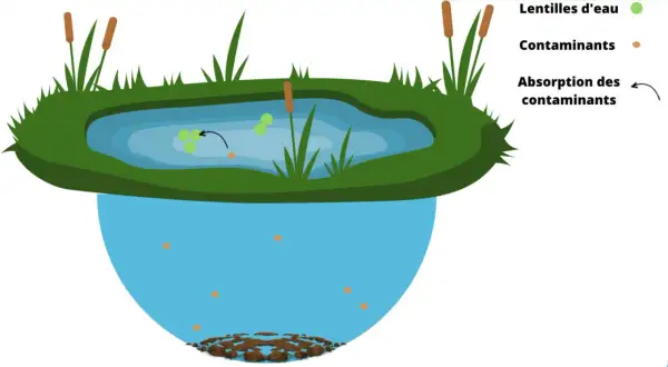 Des lentilles d'eau flottent sur un étang, absorbant les contaminants. L'image montre le processus de dépollution naturelle.