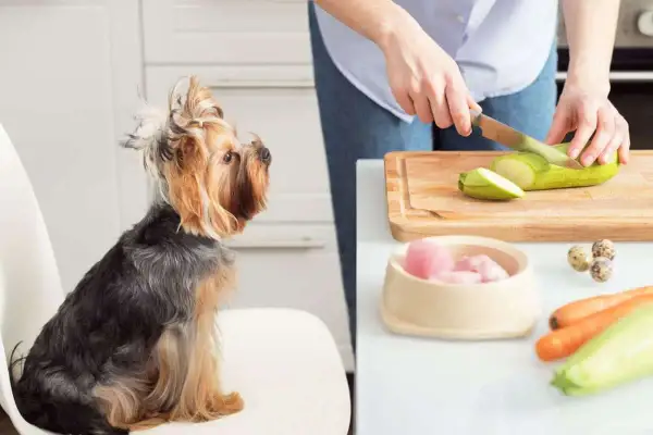 Yorkshire Terrier schaut gespannt zu, wie seine Besitzerin Zucchini schneidet. Gesunde Zutaten für aufbaufutter hund selber machen.