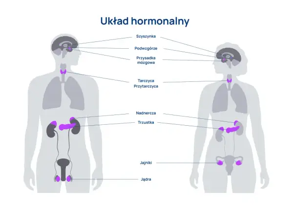 Ilustracja przedstawia kluczowe organy układu hormonalnego u mężczyzny i kobiety, w tym szyszynkę, podwzgórze, przysadkę, tarczycę, przytarczyce, nadnercza, trzustkę, jajniki i jądra.