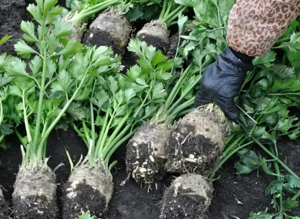 Ręka w rękawiczce wyciąga z ziemi korzenie selera. Czy seler może zimować w gruncie? Zbiory wskazują, że tak!