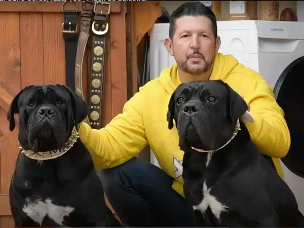 Hombre con dos perros cane corso negro, uno con collar de pinchos.