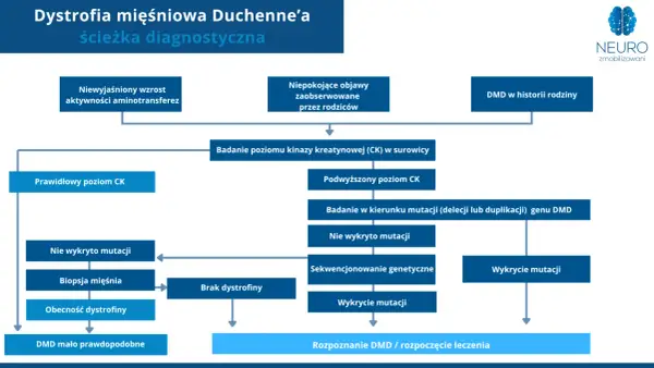 Schemat diagnostyczny dystrofii mięśniowej Duchenne'a. Analiza objawów, poziomu CK, biopsji mięśnia i badań genetycznych prowadzi do rozpoznania DMD.