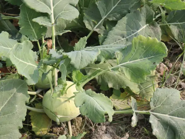 Zwei hellgrüne Kohlrabi wachsen im Boden, umgeben von großen, grünen Blättern. Die Erntezeit naht!