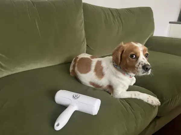 A dog rests on a green couch next to a lint roller, hinting at how to remove pet hair from couch.