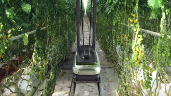 Robot per l'impollinazione artificiale tra file di pomodori in serra.