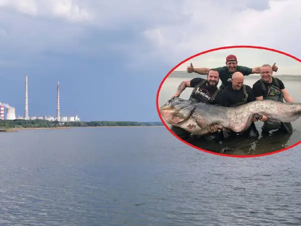 Wędkarze z dumą prezentują gigantycznego suma złowionego w Zalewie Rybnickim. W tle elektrownia.